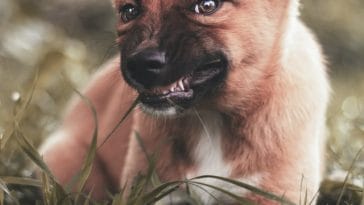 dog-growling