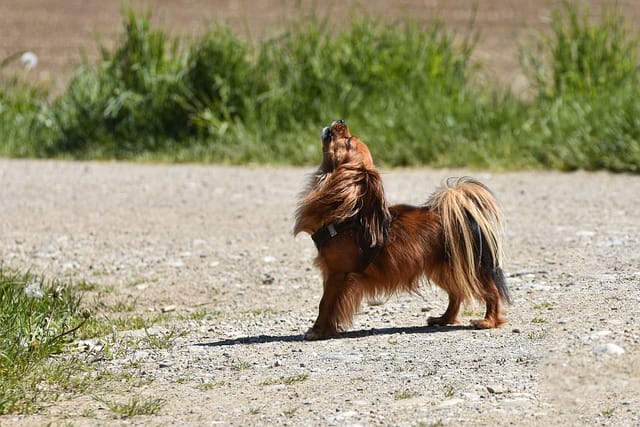 dog-howl
