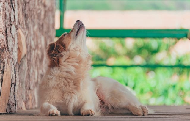dog-howling