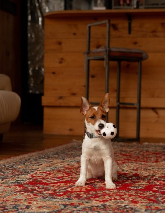 Why Do Dogs Love Squeaky Toys The Science Behind Their Fun