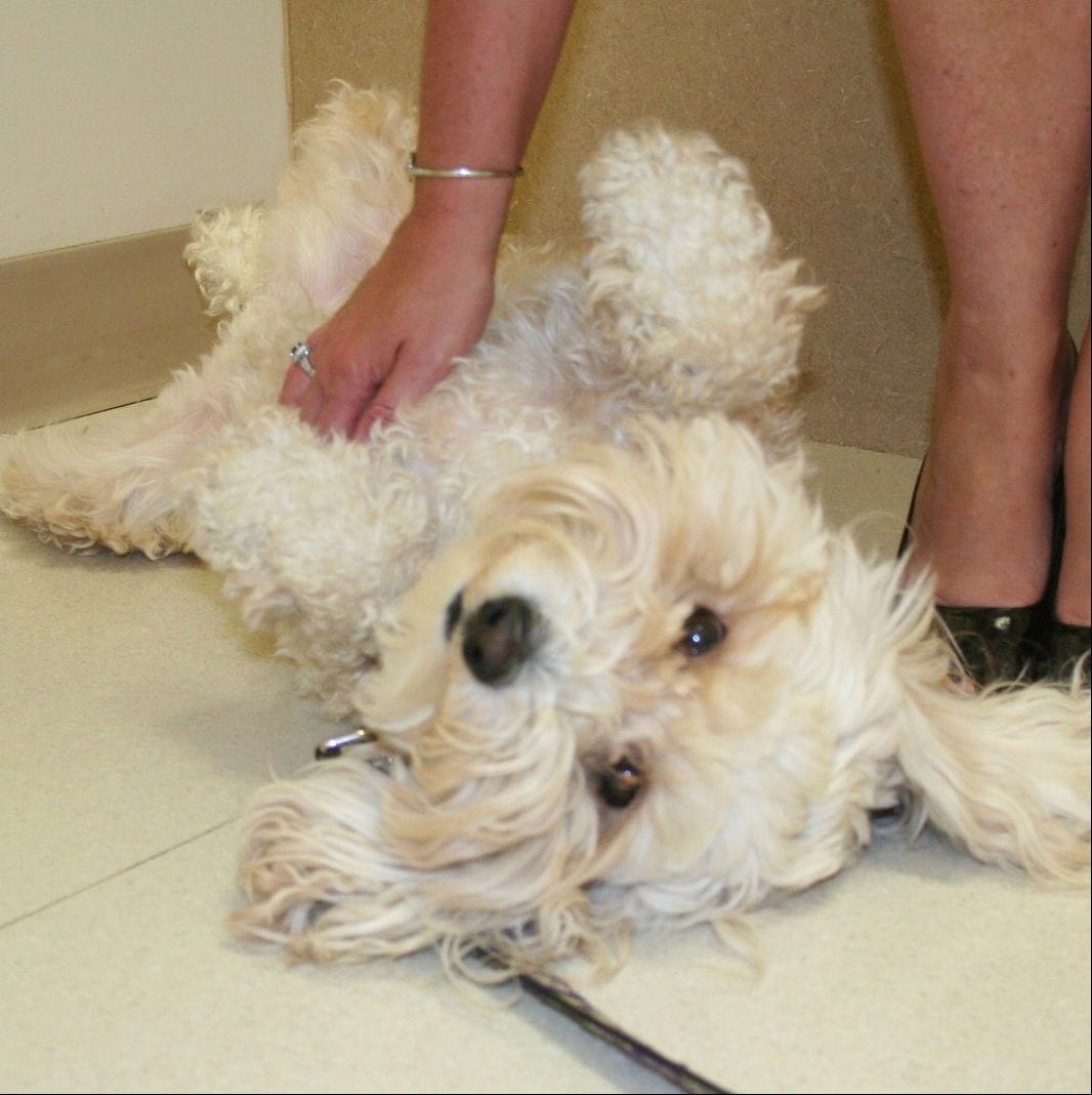 Why Do Dogs Love Belly Rubs So Much? 5 Reasons Behind This Behavior