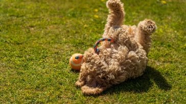 dog-roll-in-the-grass