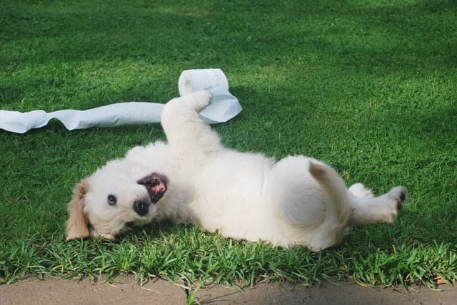 dog-rolls-in-the-grass