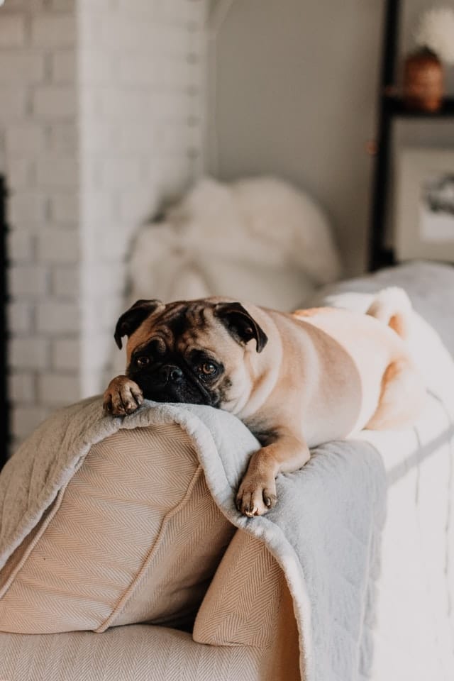 dog-sleep-on-couch