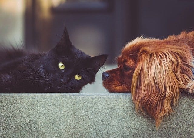 dog-vs-cat
