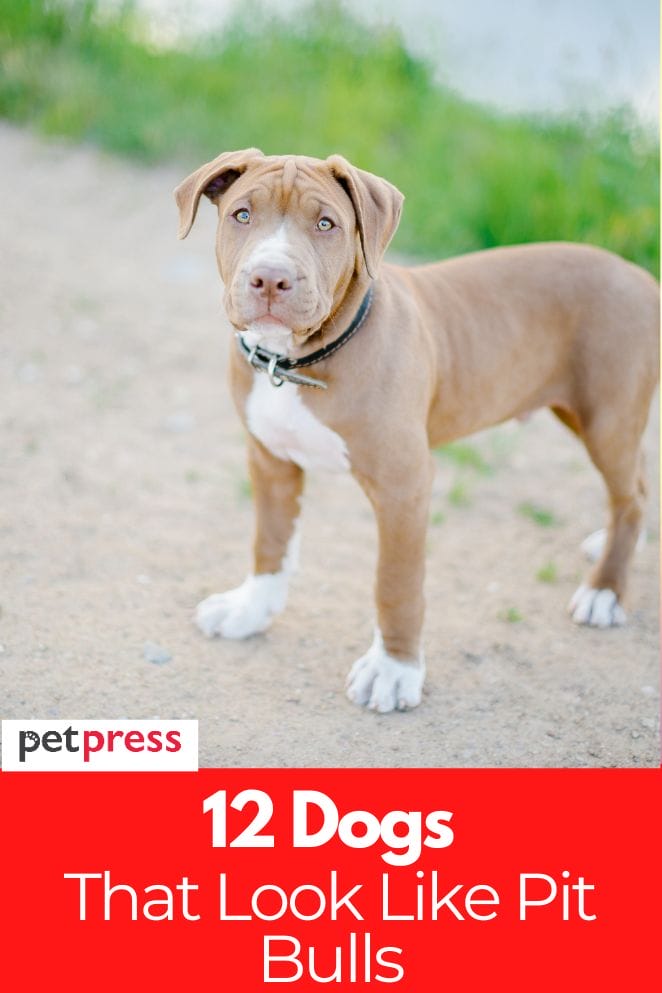 dogs-that-look-like-pit-bulls