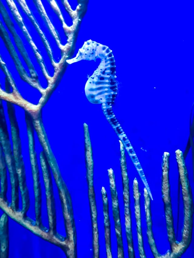 170+ Seahorse Names A Comprehensive List of Names For Seahorses