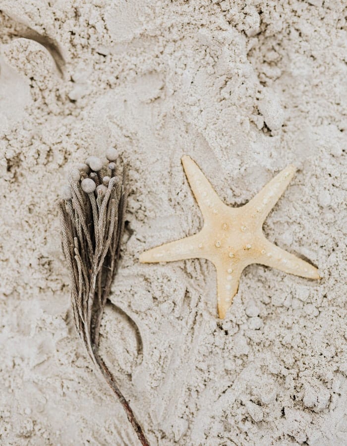 180+ Starfish Names: The Most Interesting Names for Starfish