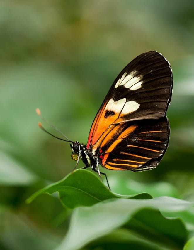 female-butterfly-names