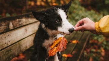 female-dog-names-meaning-friend