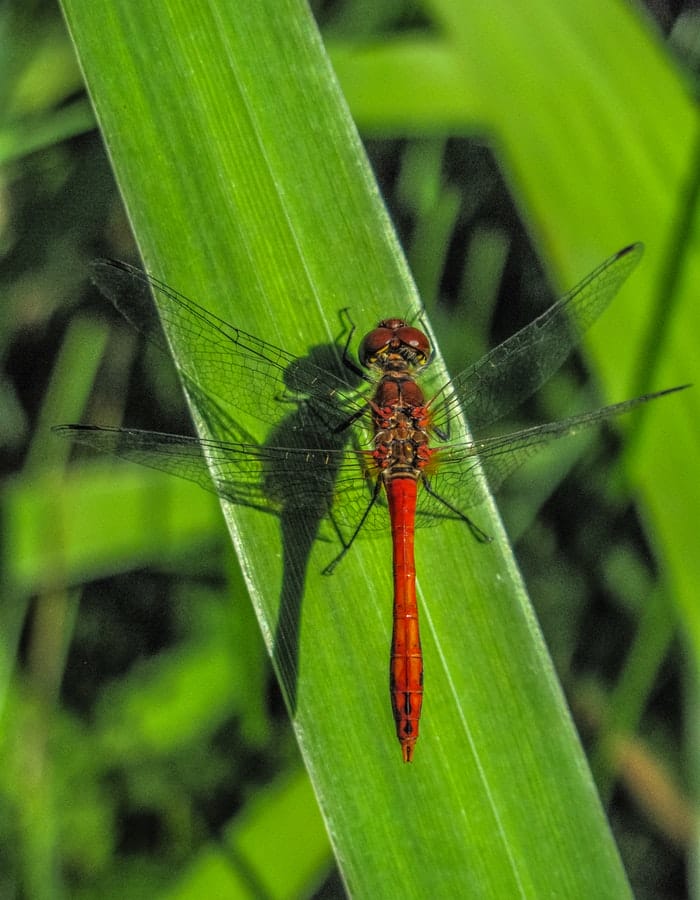 female-dragonfly-names