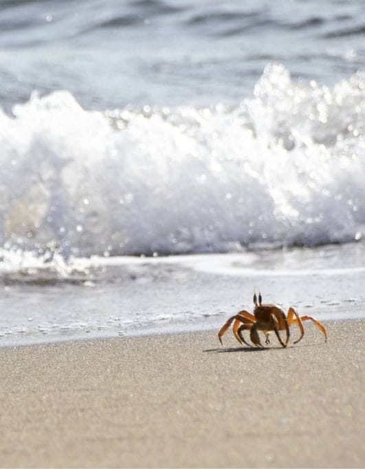 80+ Funny Crab Names That Are Hilarious to Make You Smile