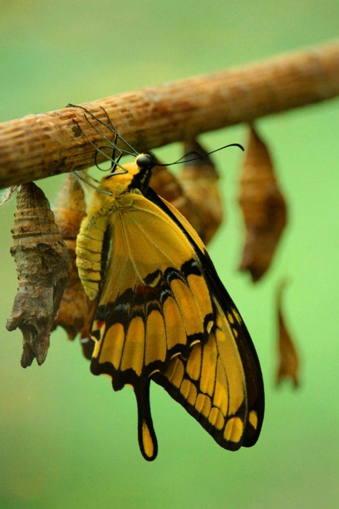 female-moth-pet-names