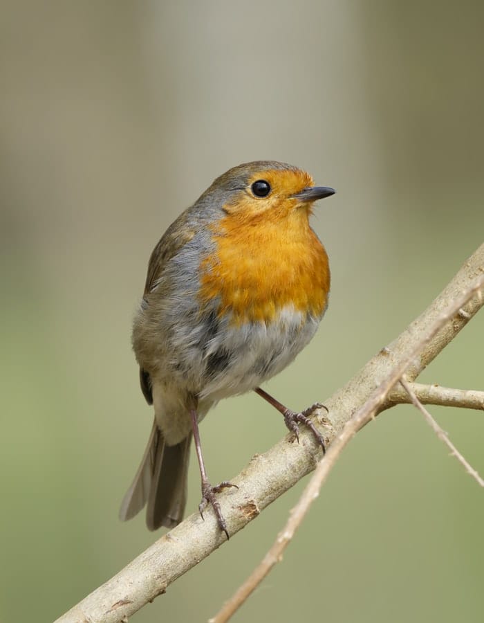 120+ Robin Names: Name Ideas to North America's Favorite Bird