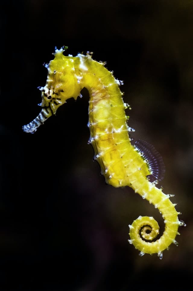 female-seahorse-names