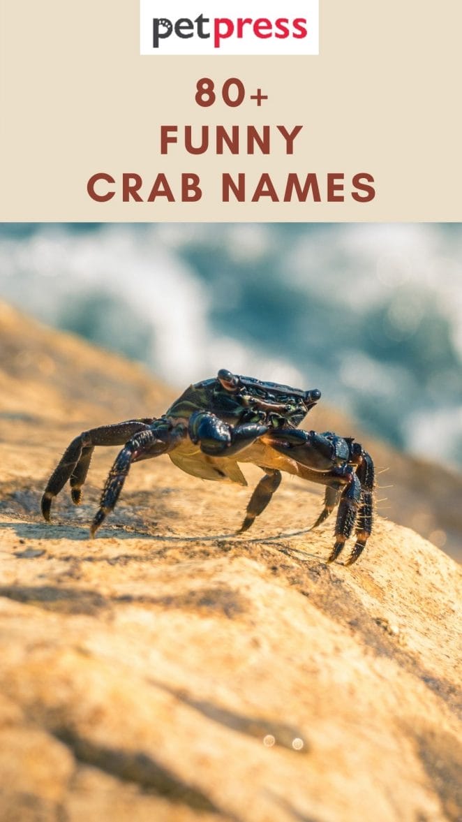 funny-crab-names