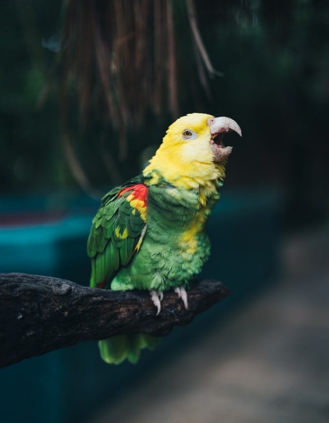 funny-parakeet-names