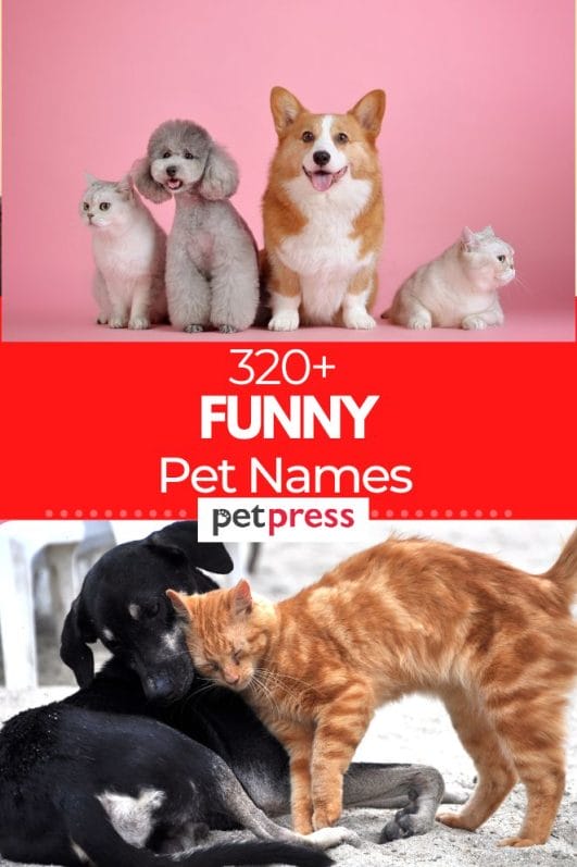 320+ Funny Pet Names for Your Beloved Animal Companions