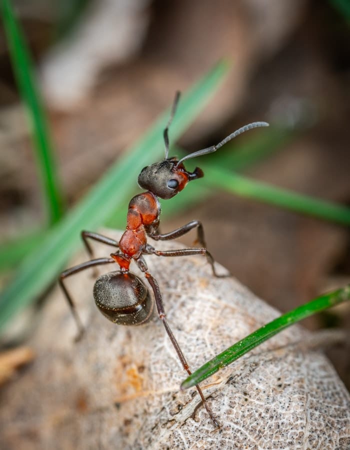 girl-ant-names