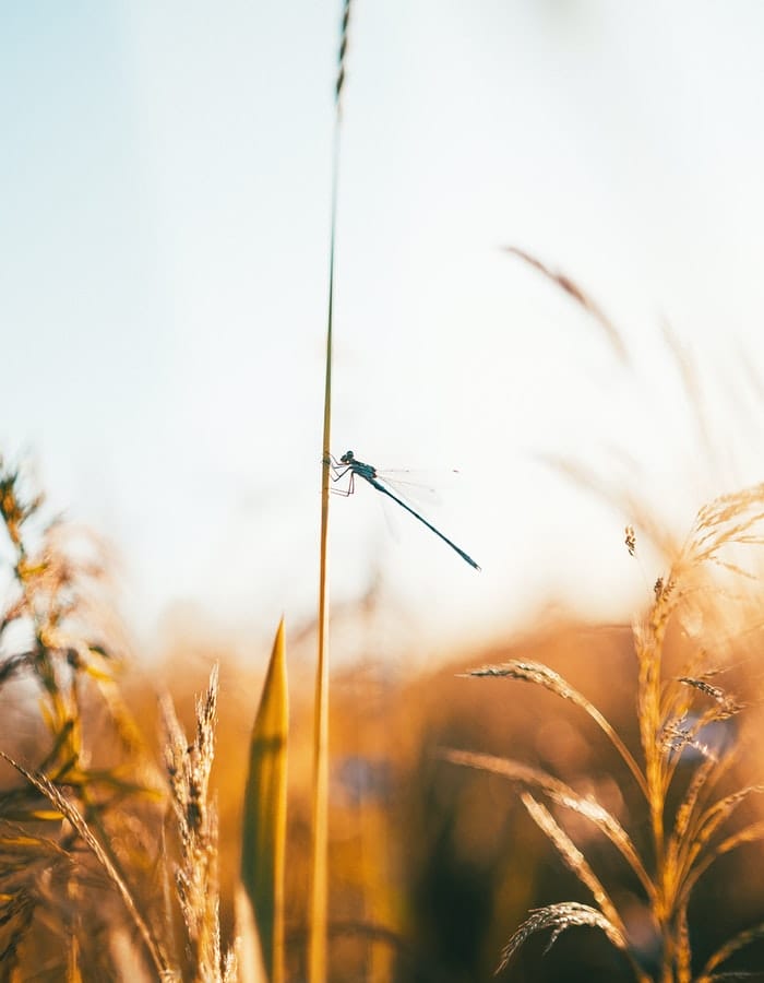 good-dragonfly-names