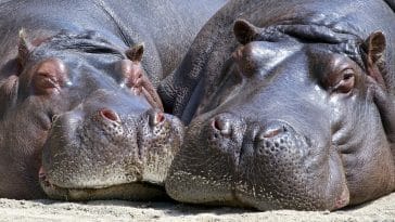 Animal names starting with h