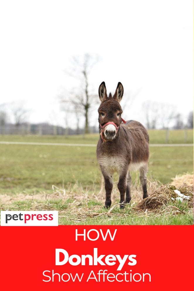 how-donkeys-show-affection