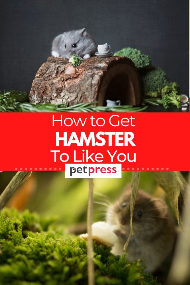 How to Get a Hamster to Like You: Tips and Tricks