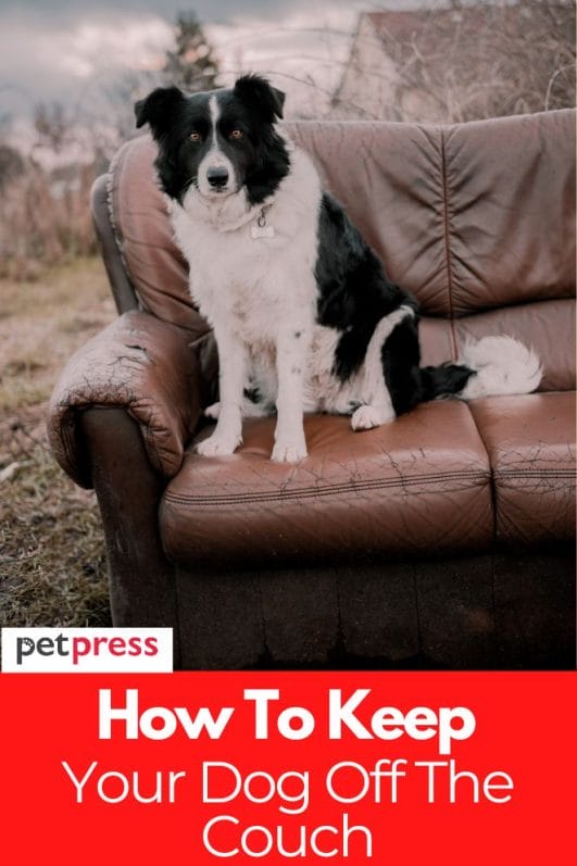 How to Keep Your Dog Off the Couch The Best Tips and Tricks