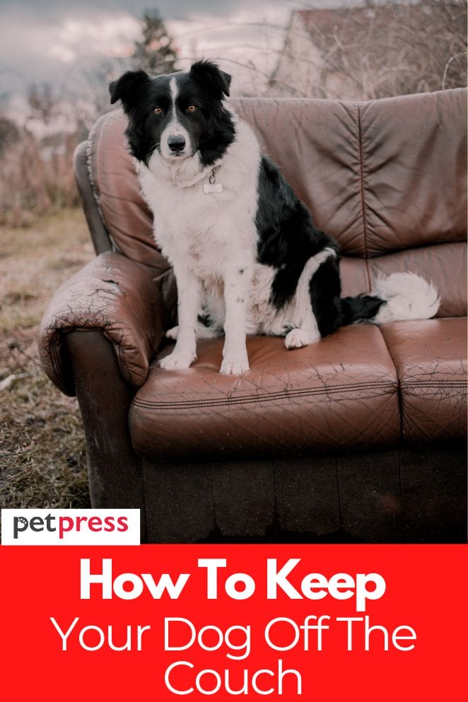 How to Keep Your Dog Off the Couch The Best Tips and Tricks