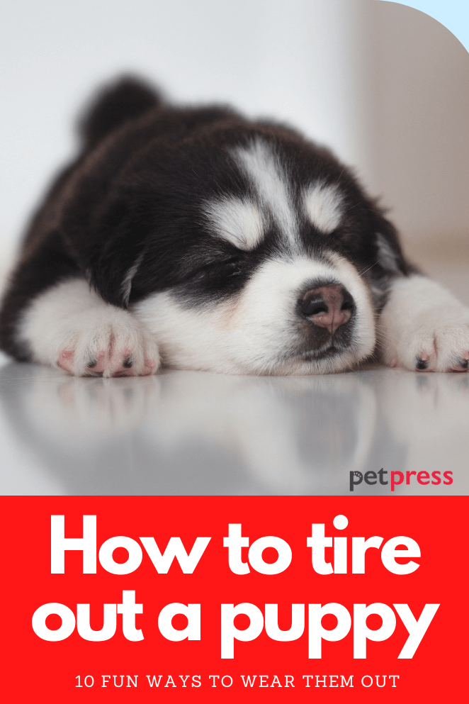 how to tire out a puppy
