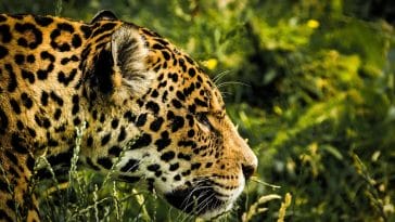 Animal names starting with j