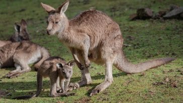 animal names starting with K