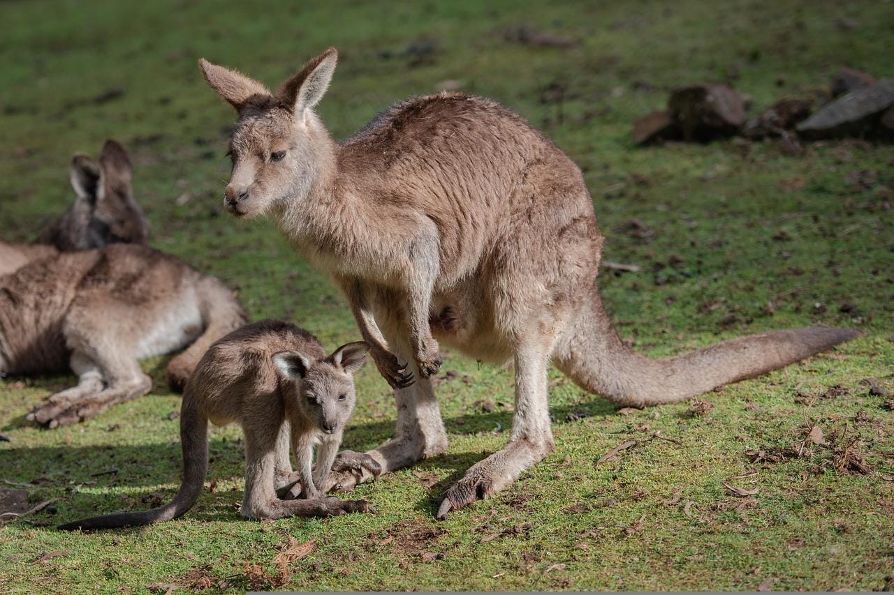 animal names starting with K