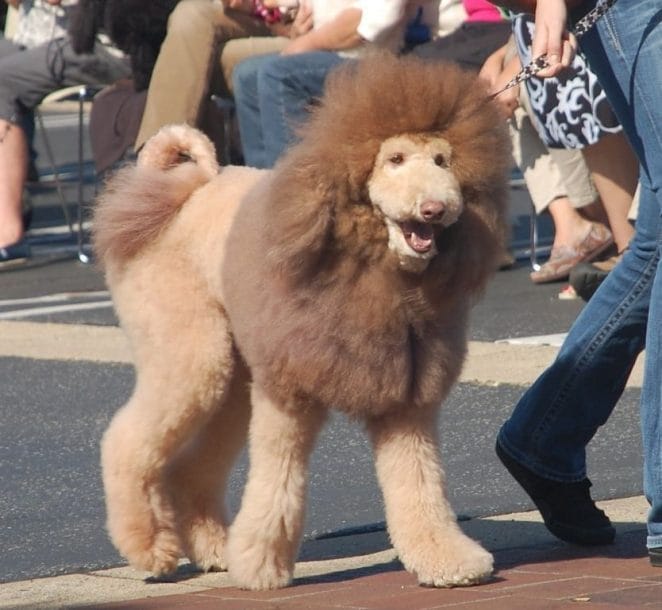 lion-cut-goldendoodle-photo
