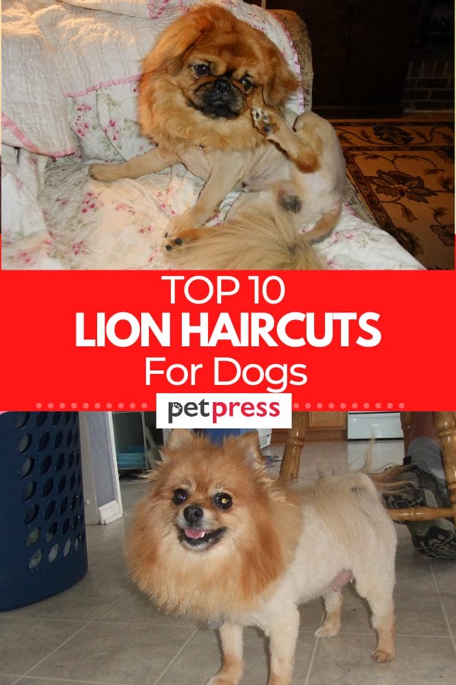 lion-haircuts-for-dogs