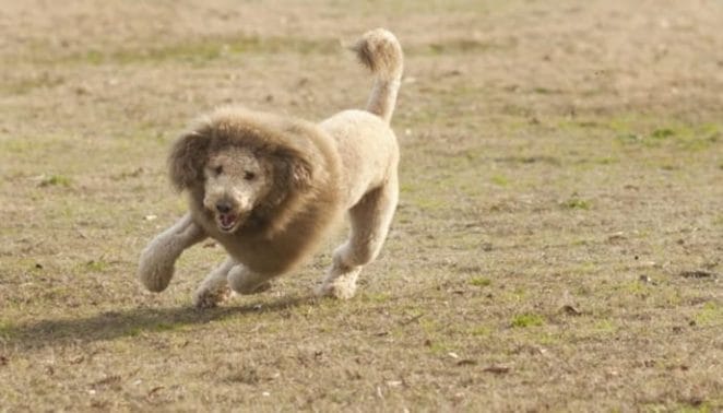 lion-king-dog-haircut