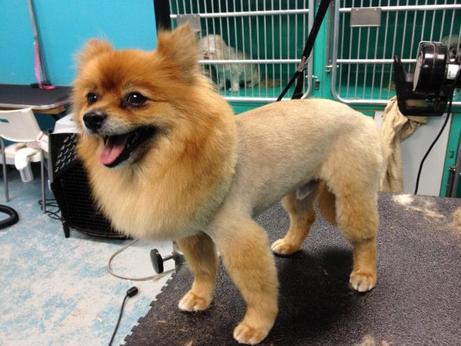 lion-pomeranian