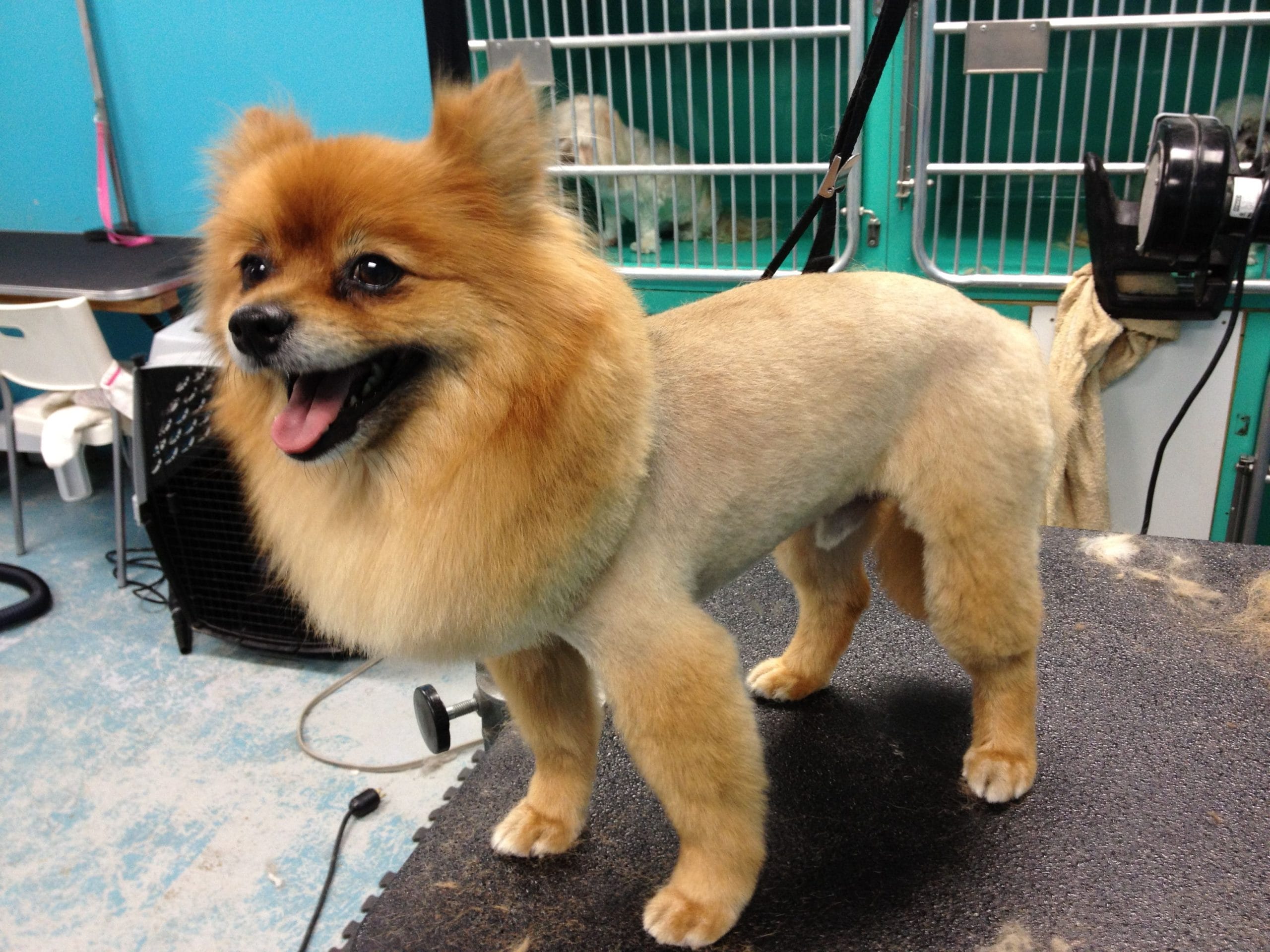 Top 10 Cute Lion Haircuts for Dogs That Are Hilarious Top 10 Cute Lion Haircuts for Dogs That Are Hilarious