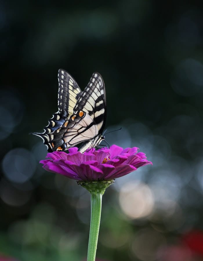 290-butterfly-names-fascinating-name-ideas-for-beautiful-insects