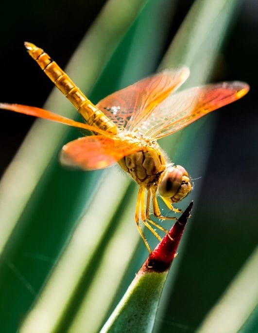 160-dragonfly-names-a-list-of-beautiful-and-unique-dragonfly-names