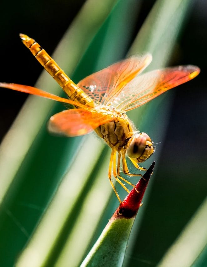 male-dragonfly-names