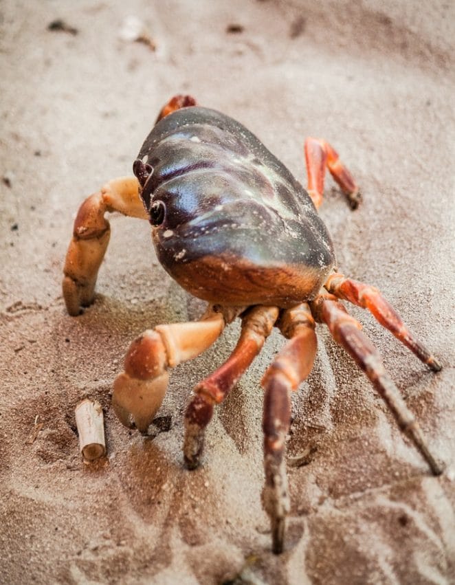 male-funny-crab-names