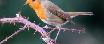 male-robin-names