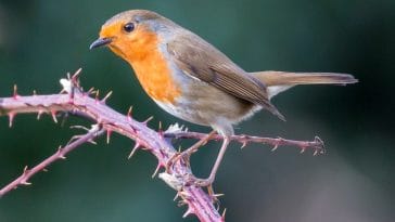 male-robin-names
