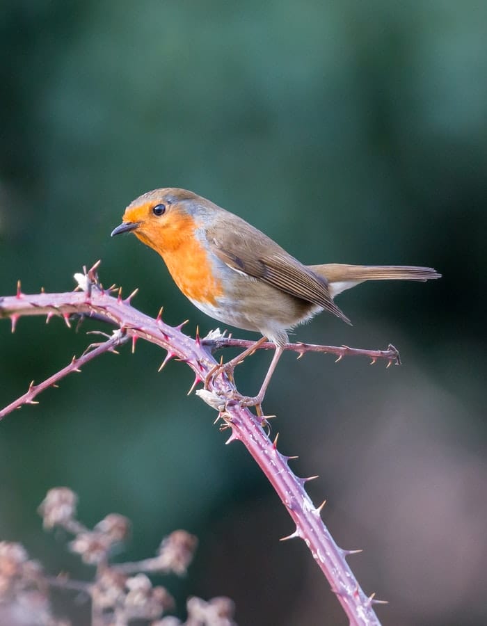 male-robin-names