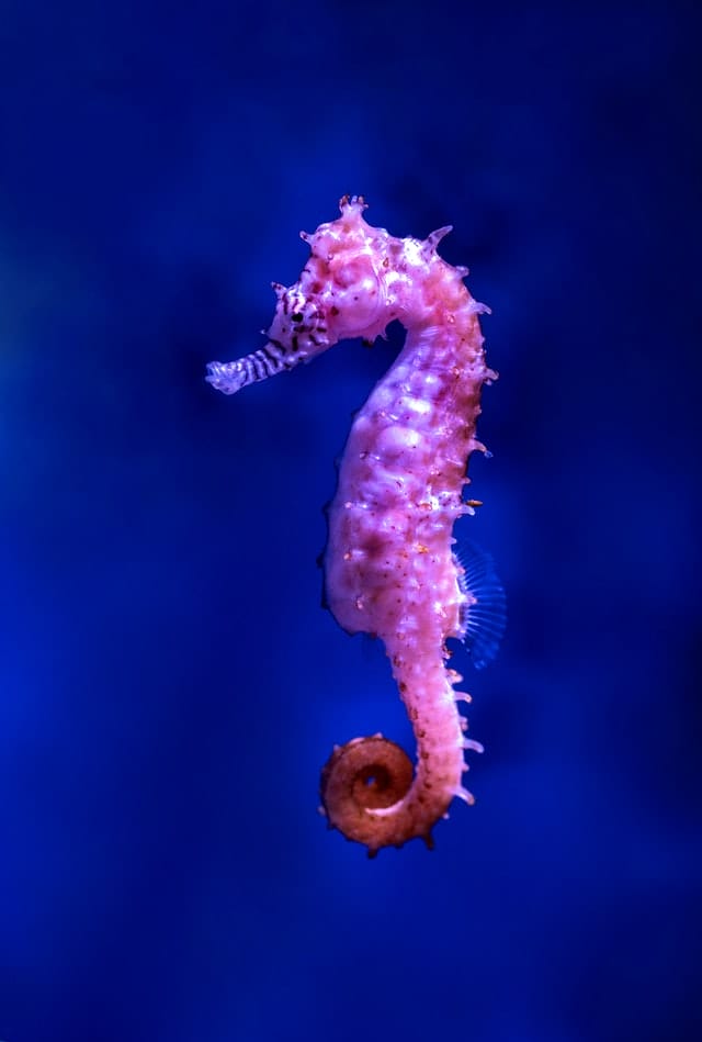 male-seahorse-names