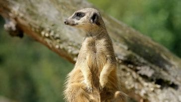 Animal names starting with m