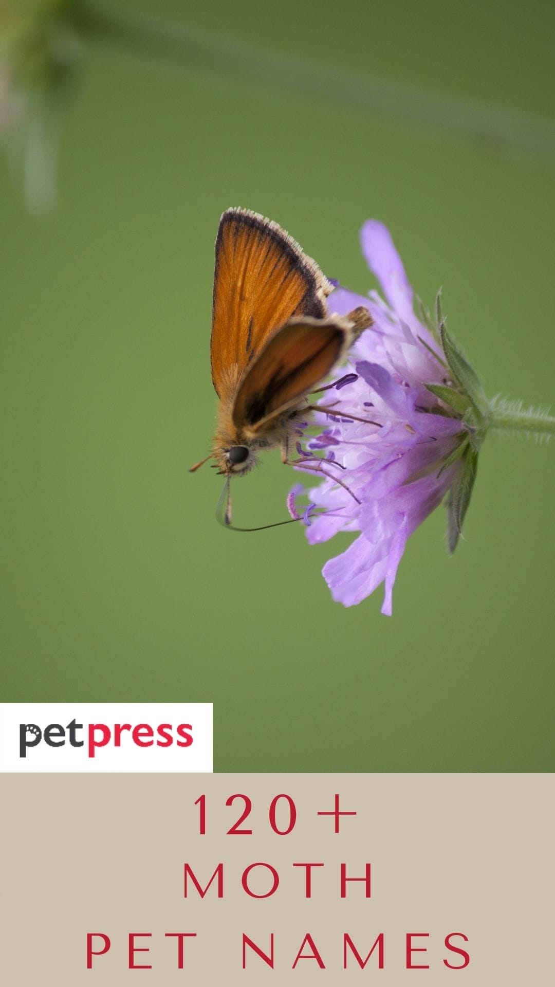 120+ Moth Pet Names to Start Naming Your New Friend