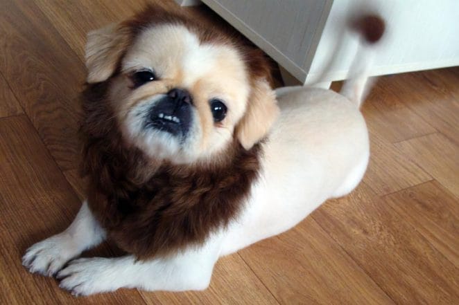 pekingese-lion