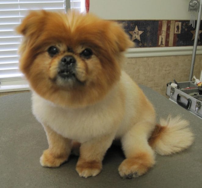 pekingese-lionhair